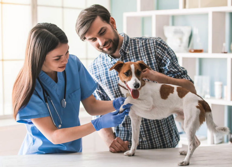 A vet caring for a dog while the owner stands beside at animal care apprenticeships