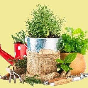 Kitchen Gardening
