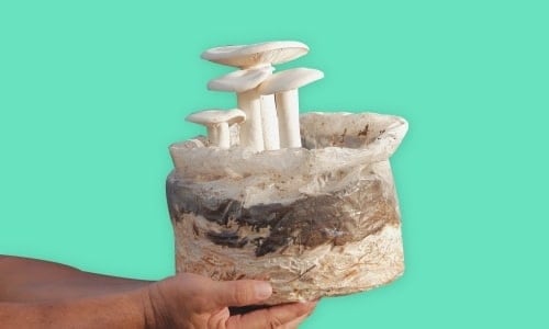 Farming - Growing Mushroom