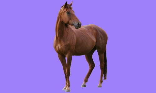 Horse Care - Equine Psychology