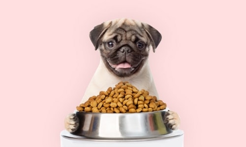 a dog eating food for Anti Money Laundering