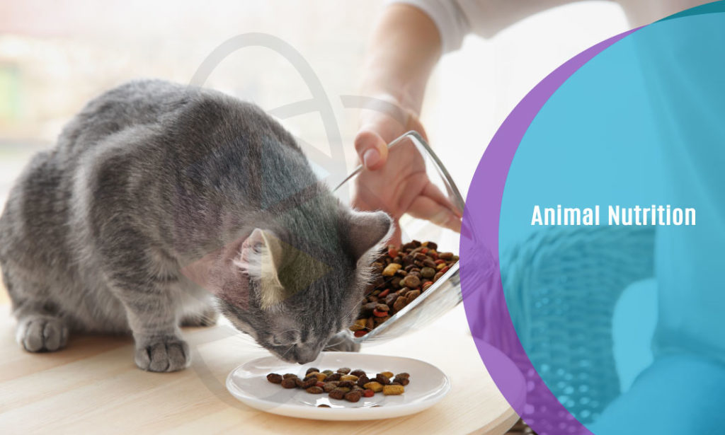 Animal Nutrition One Education