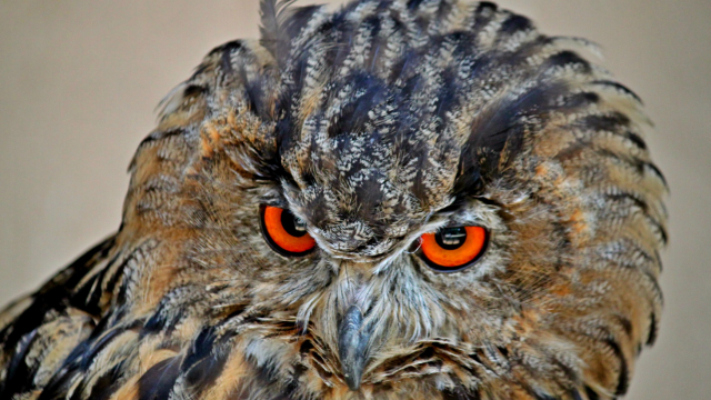 3D cartoon owl character created in Blender, illustrating character modelling, texturing, and rendering for beginners.