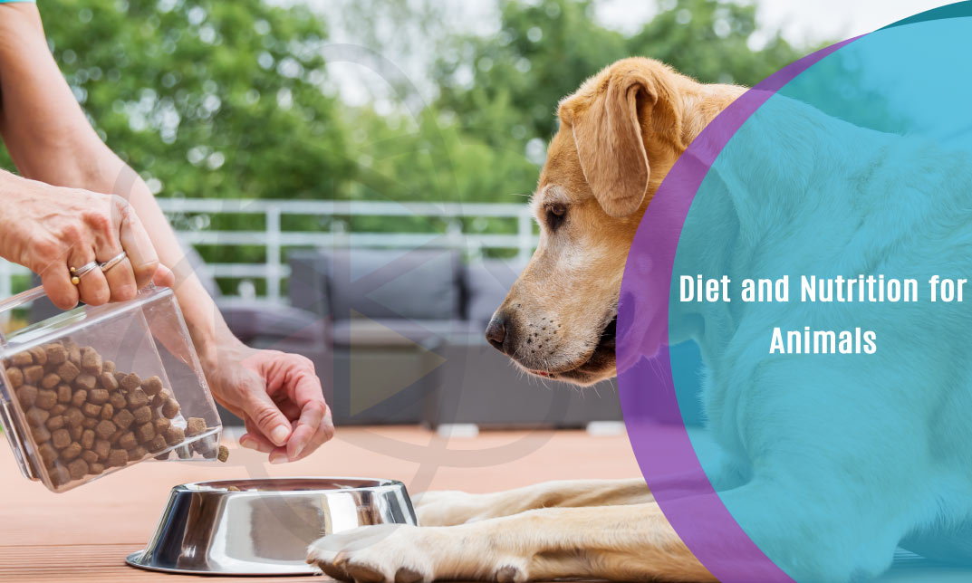 Diet and Nutrition for Animals One Education