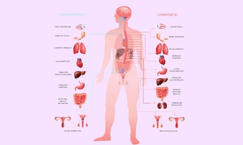 Level 3 Diploma in Anatomy and Physiology of Human Body