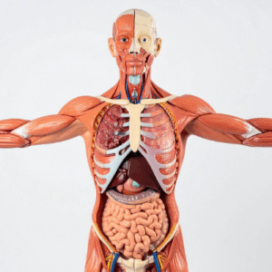 Level 7 Diploma in Anatomy and Physiology of Human Body
