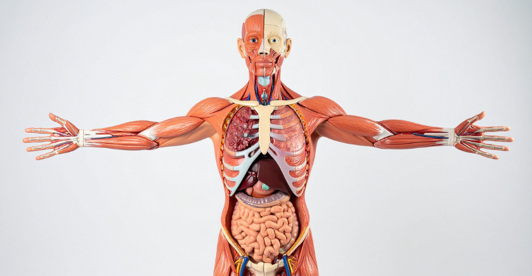 Level 7 Diploma in Anatomy and Physiology of Human Body