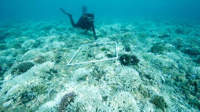 Marine Biology Course - Online Diploma