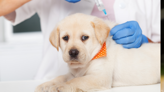 Veterinary Medicine Course
