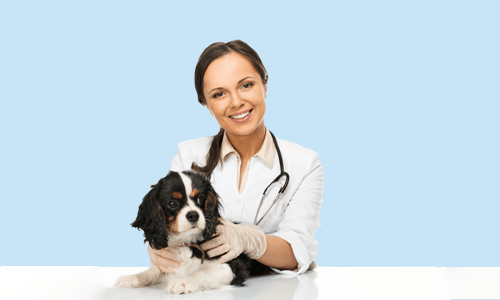 Dog Health Care