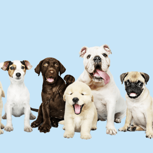 Introduction to Dog Breeds and Basic Anatomy