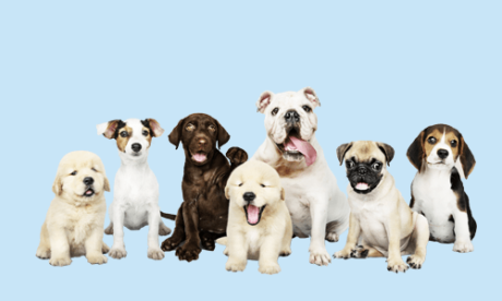 Introduction to Dog Breeds and Basic Anatomy