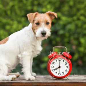 Pet Training Masterclass