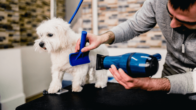 Dog Grooming
