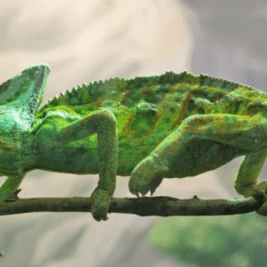 Zoology Course