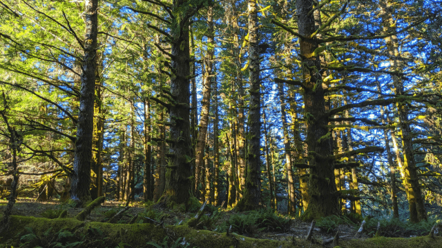 Introduction to Forest Schooling