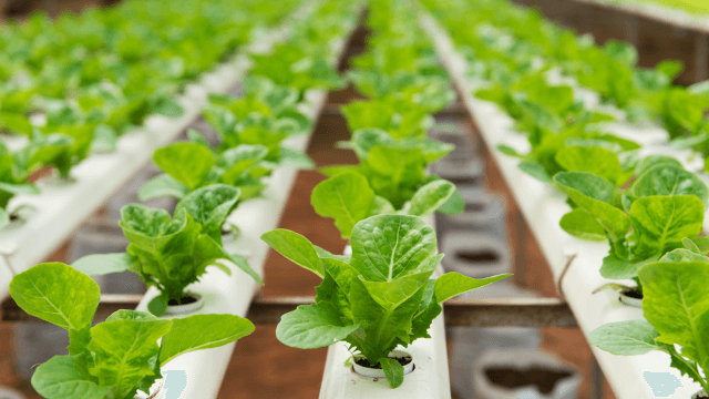 Build Your Own Home Hydroponic Farm