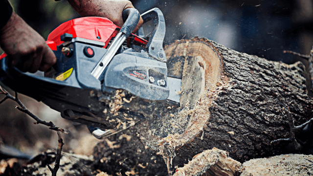 Chainsaw Safety Training