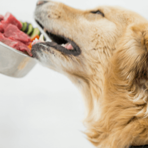 Complete Raw Diet for Dog – CPD Certified Course