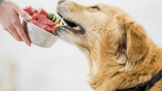 Complete Raw Diet for Dog – CPD Certified Course