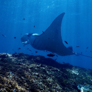 Oceanography