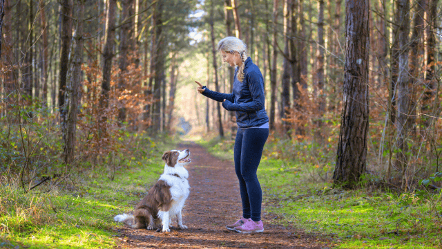 Dog Training: Dog Agility