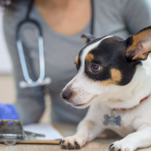 Pawsistant: Ultimate Veterinary Assistant Guide