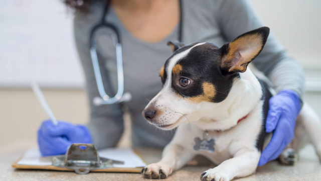 Pawsistant: Ultimate Veterinary Assistant Guide