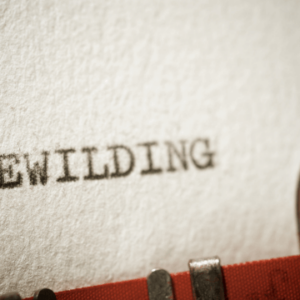 Rewilding Training