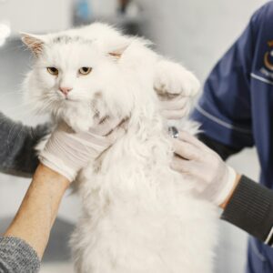 Veterinary Physiology & Physiotherapy